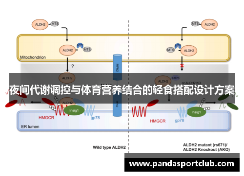 夜间代谢调控与体育营养结合的轻食搭配设计方案